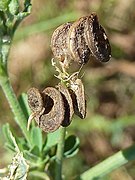 M. sativa var. sativa, mature fruits