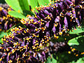 Amorpha fruticosa