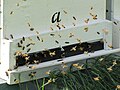 Bienen in Ffm