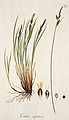 Carex cespiteux (Carex cespitosa)