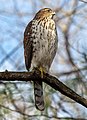 Image 75Immature cooper's hawk in Prospect Park