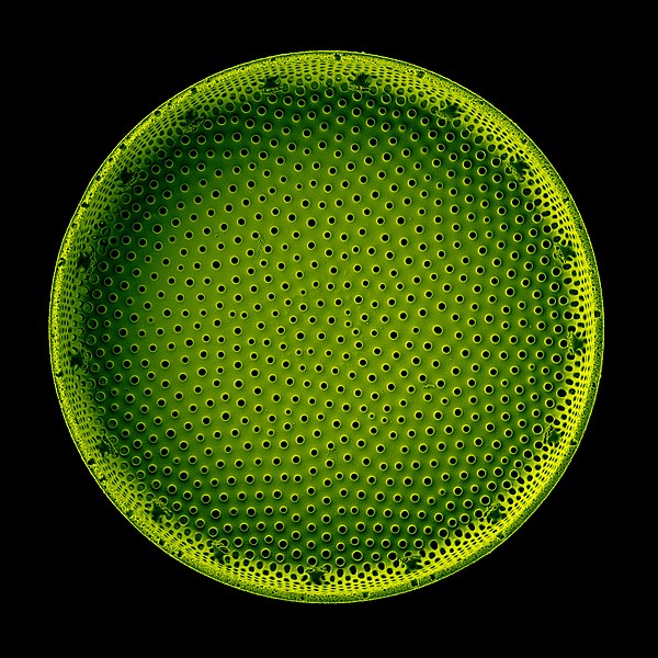 File:Coscinodiscus oculus-iridis (Ehrenberg) Ehrenberg 1840 diatom shell. Colored SEM image.jpg