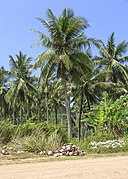 Cocotier (Cocos nucifera), un Arecoideae