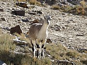 Grey goral doe