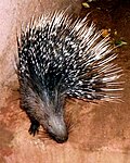 Indian crested porcupine is found at Kalesar