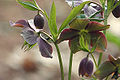 Helleborus purpurascens