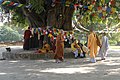 Bodhitree in Lumbini