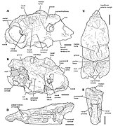 Pachyrhinosaurus perotorum skull diagram.jpg