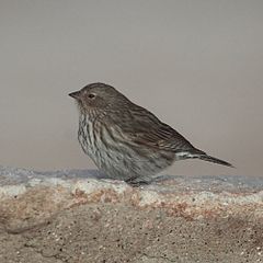 ♀ Geospizopsis unicolor