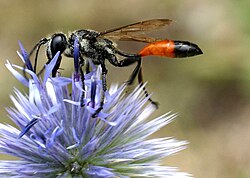 Ammophila sabulosa