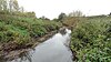 River Beam in Beam Valley Country Park