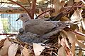 Adult and chick on nest