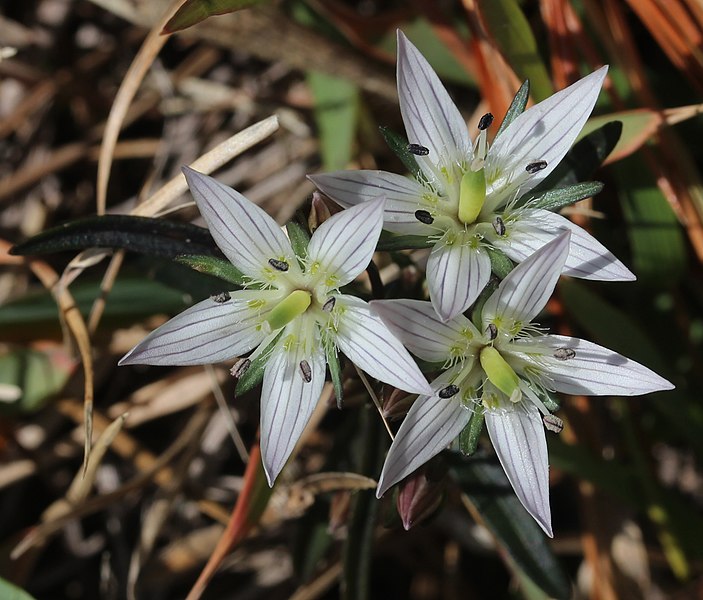 File:Swertia japonica flower.JPG