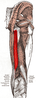 Semitendinosus muscle