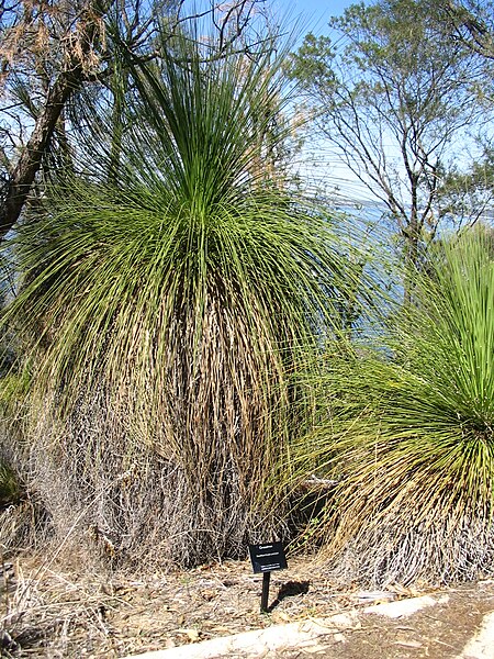 File:Xanthorrhoea preissii 1.jpg