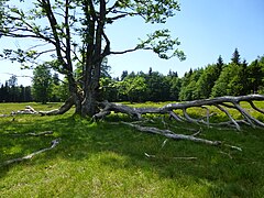 Alte Buche auf dem Kohlschachten