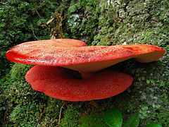 Fistulina hepatica