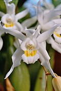 Coelogyne mossiae