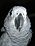 An African Grey Parrot.