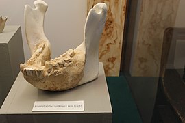 Replica of a Gigantopithecus blacki jaw on display in Diversity of Life