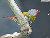 Male, San Diego Zoo