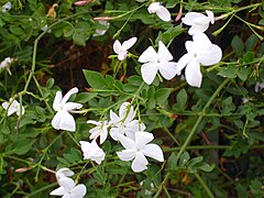 Jasminum officinale Enfoque 2010-7-11 TorrelaMata.jpg