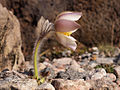 Anemone vernalis Botaniska trädgården Göteborg, Sweden