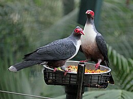 Pápua gyümölcsgalamb (Gymnophaps albertisii)