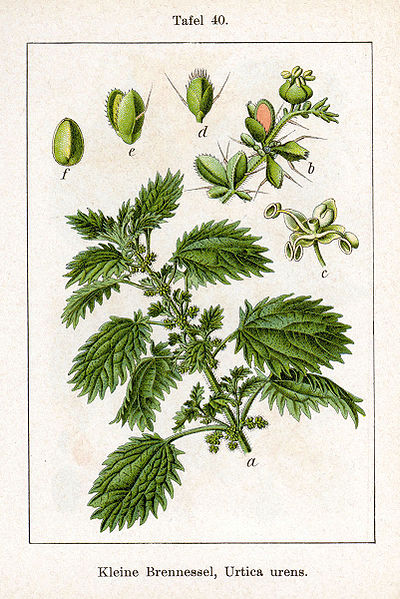 File:Urtica urens Sturm40.jpg