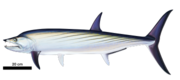 Life restoration of Orthocormus