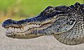 "AmericanAlligator3.jpg" by User:Gareth Rasberry