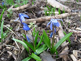 Idänsinililja (Scilla siberica eli Othocallis siberica)