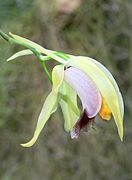 Coelogyne rumphii