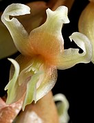 Coelogyne cootesii