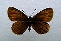 Erebia sudetica