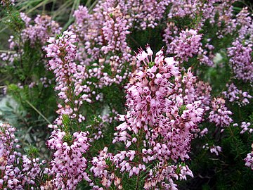 Erica multiflora