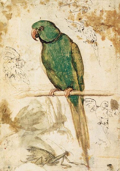 File:Giovanni Da Udine - Study of a Parrot - WGA09429.jpg