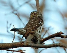 Glaucidium passerinum, Göteborg, Sweden 3.jpg