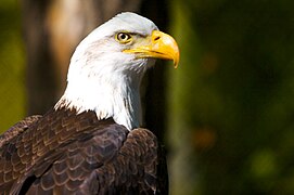 Bald eagle (Haliaeetus leucocephalus).