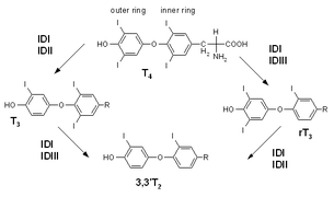 Iodothyronine deiodinase.png