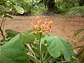 Buddha-belly plant; Pondicherry, Puducherry, India.