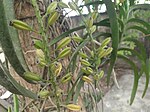 Fruits of Rhynchostylis retusa