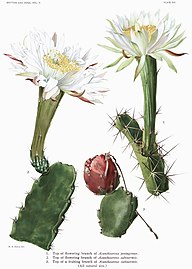 Acanthocereus tetragonus flower (right), A. subinermis flower and fruit (left)