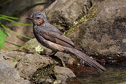 Оливник короткопалий (Hypsipetes amaurotis)