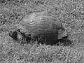 Galapagos tortoise