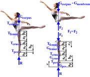 Baletka ve stoji na špičkách (En pointe). Biomechanika - aplikace metody myšleného řezu a zjednodušený statický silový rozbor v dolní končetině.[3]