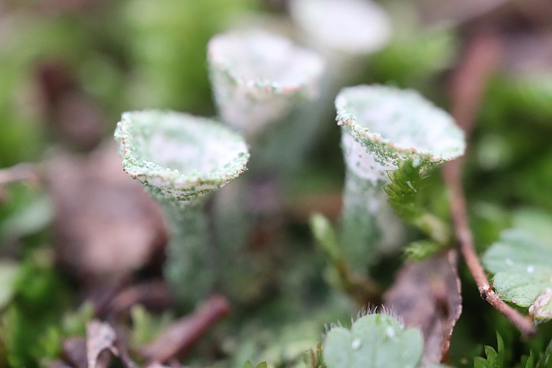 File:Cladonia fimbriata 106675803.jpg