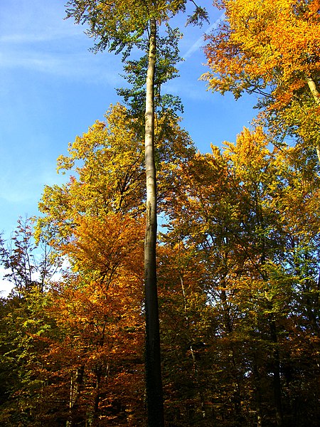 File:Coloured trees - panoramio.jpg