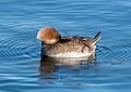 Image 79Female hooded merganser resting on the Central Park Reservoir