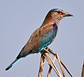 Indian roller